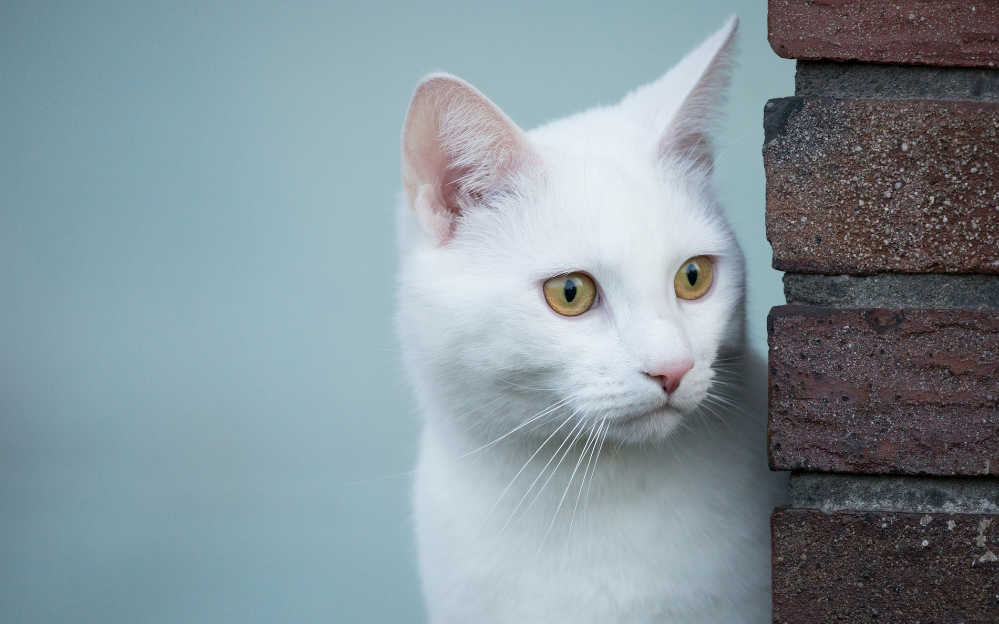 可爱粘人的猫咪图片