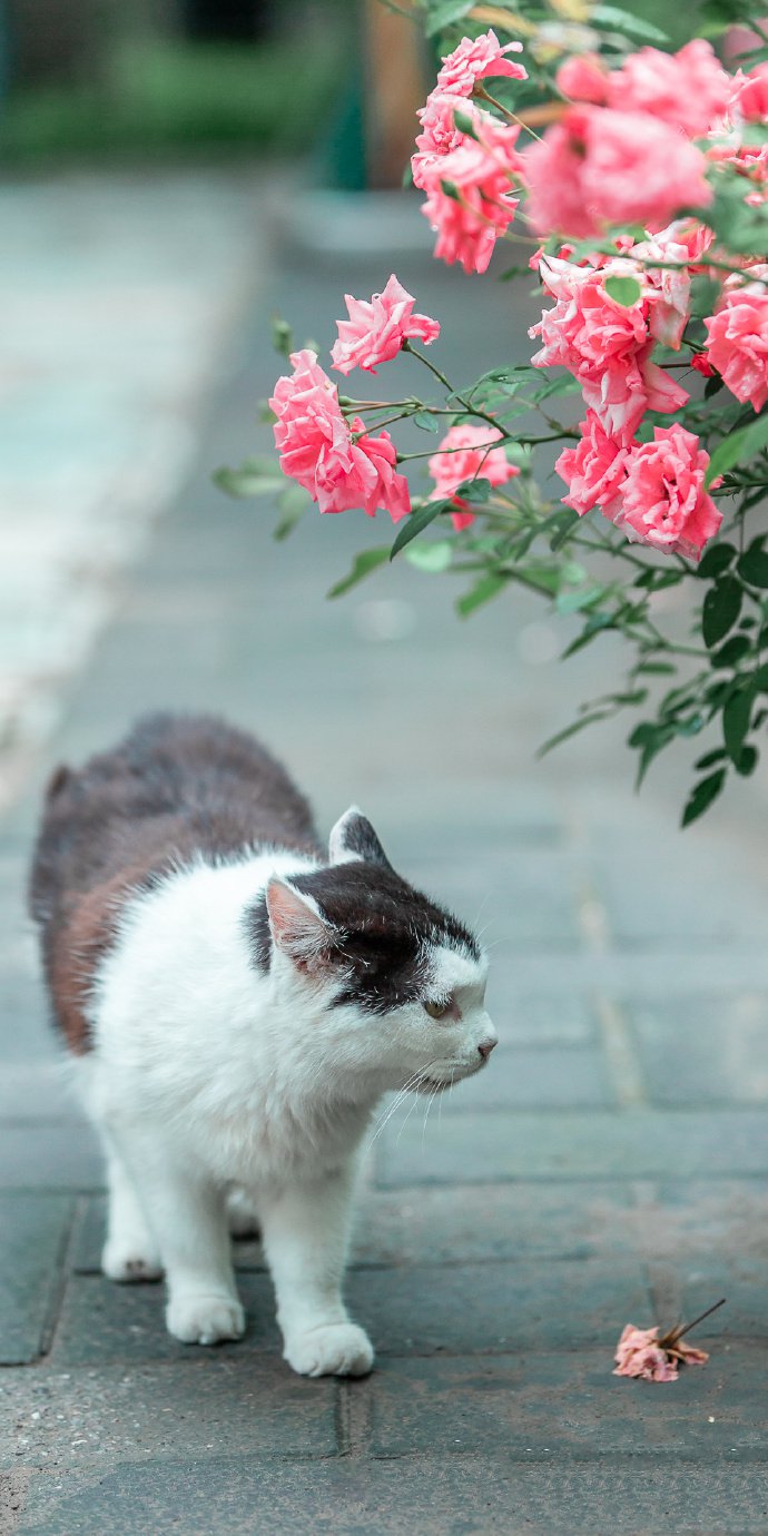 一组玫瑰花下的猫咪图片