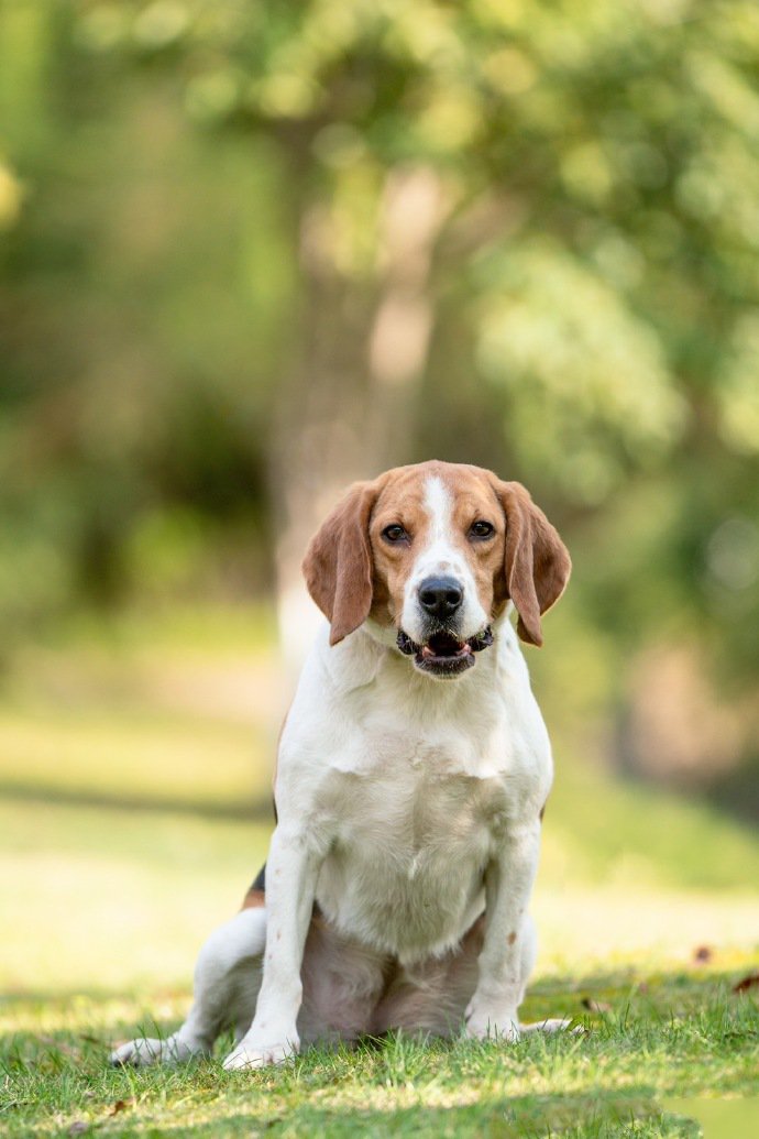 油菜花中精力旺盛的比格犬狗狗