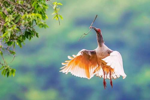 惹人喜愛的朱鹮鳥圖片