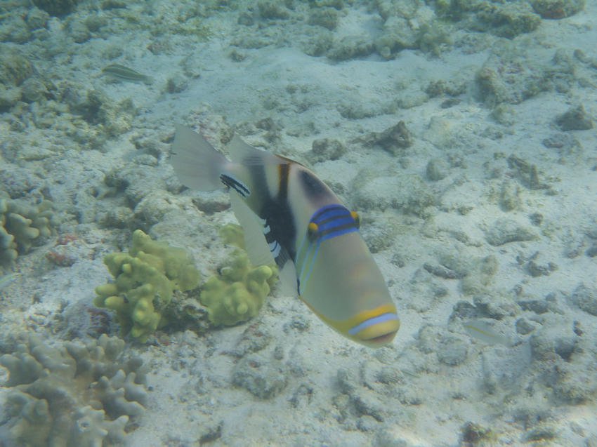 美麗的海底小魚圖片