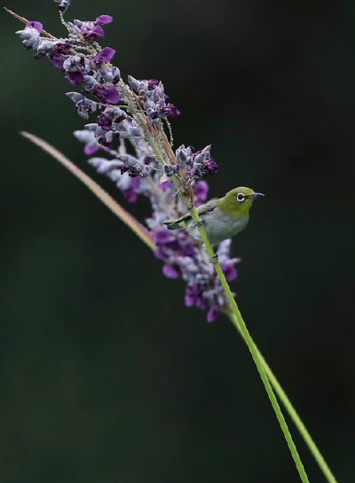 花枝上的繡眼鳥圖片