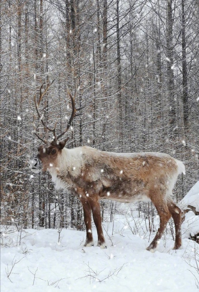 一组送好运的雪鹿图片欣赏