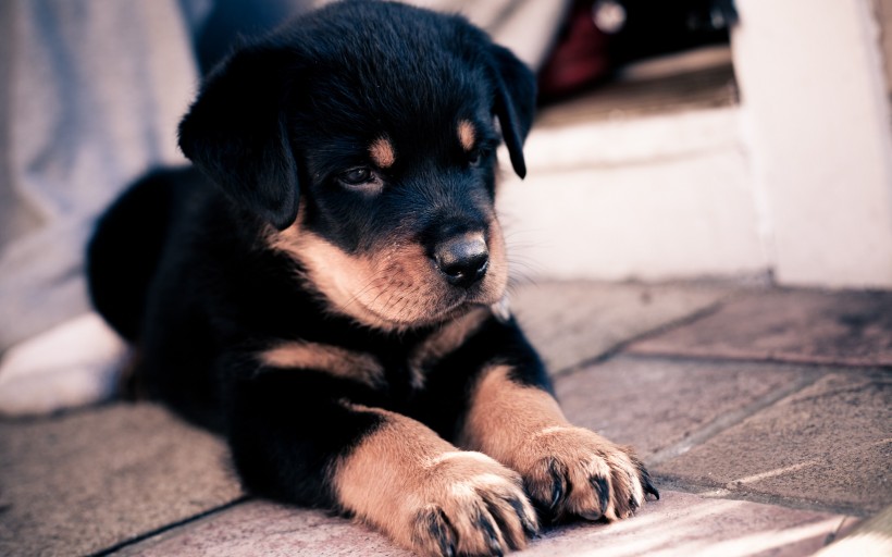 德国黑背牧羊犬图片