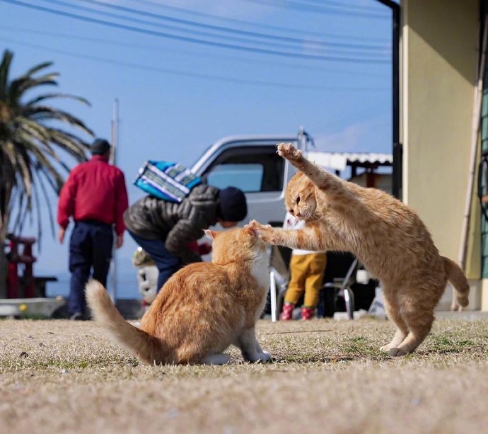 一组嬉闹的小猫图片