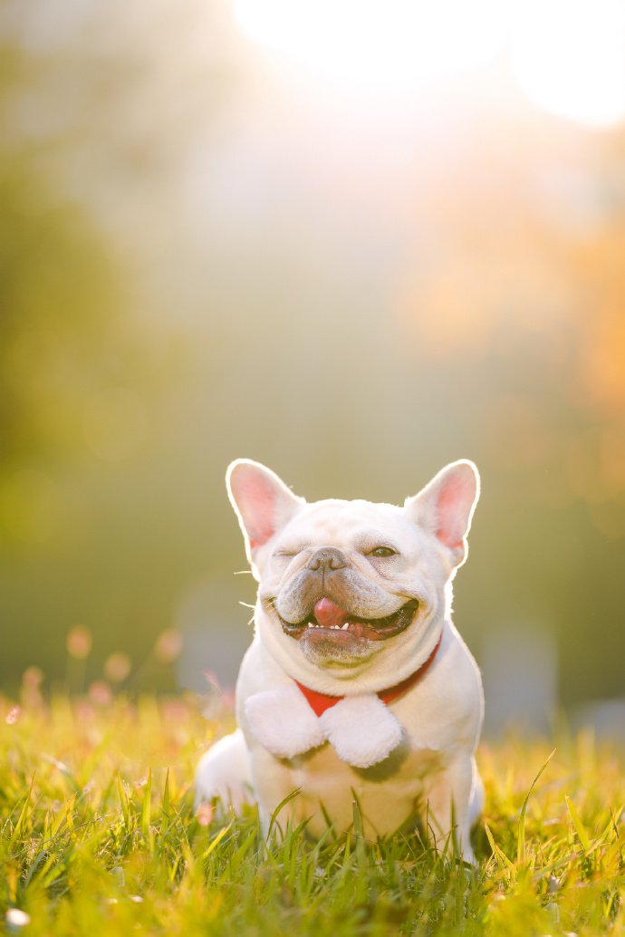 笑容超治愈的斗牛犬图片