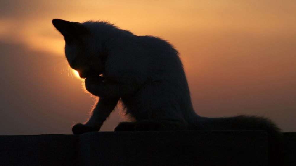 萌萌哒惹人爱小猫咪图片