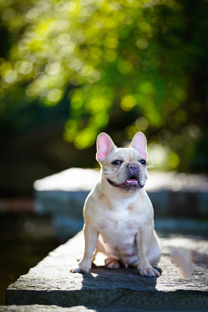 斗牛犬的一组美美的写真图