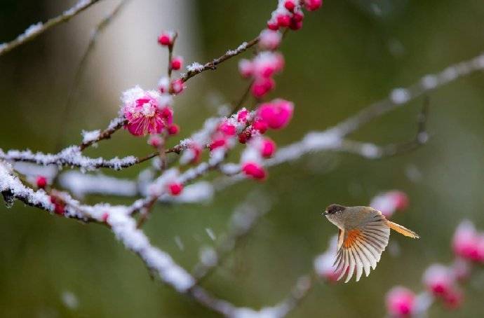 春有百花秋有月，夏有凉风冬有雪