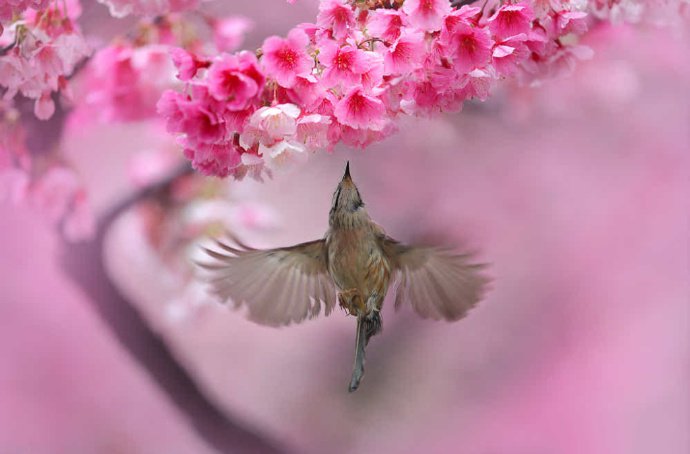 新春花丛中的小鸟图片