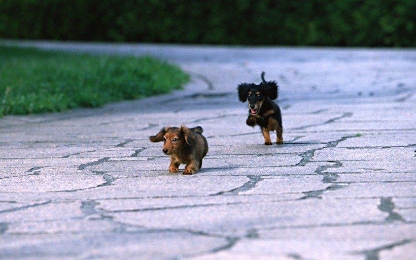 腊肠犬图片