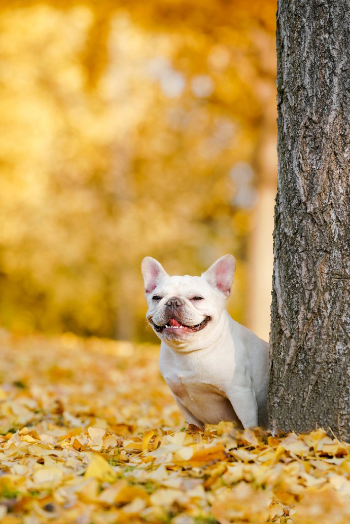 笑容超治愈的斗牛犬圖片