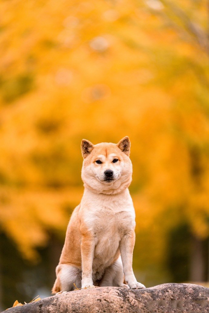 柴犬和秋天很配哦