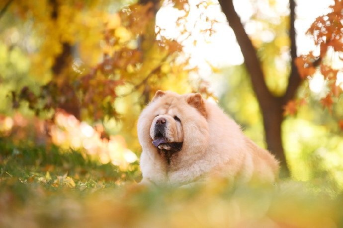 一組憨厚聽話的松獅犬圖片欣賞