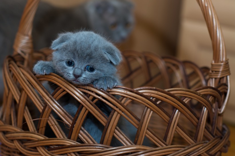 身手敏捷的俄罗斯蓝猫图片