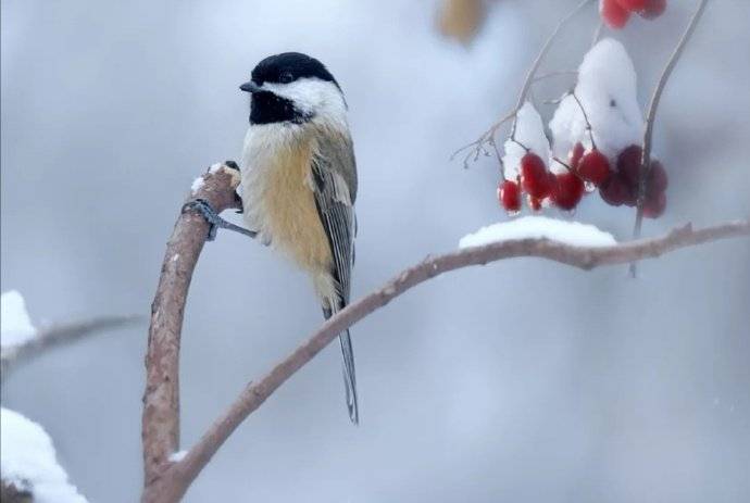 春有百花秋有月，夏有凉风冬有雪