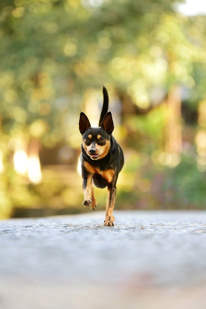 一组可爱的黑色小鹿犬图片