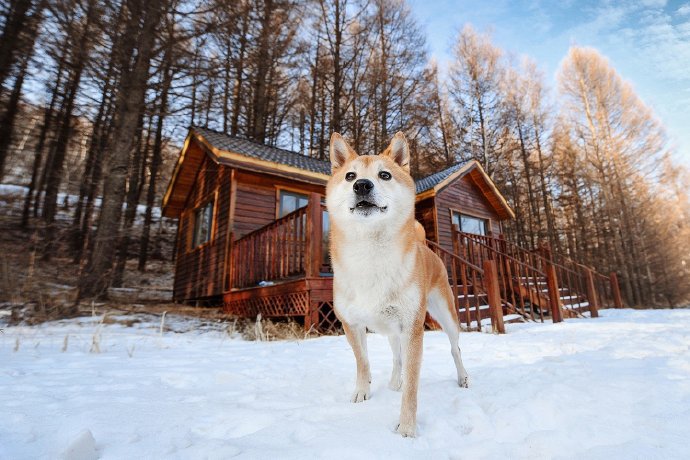 带着柴犬的标志性笑容的狗狗