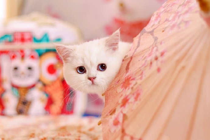 美丽又严肃的小白猫