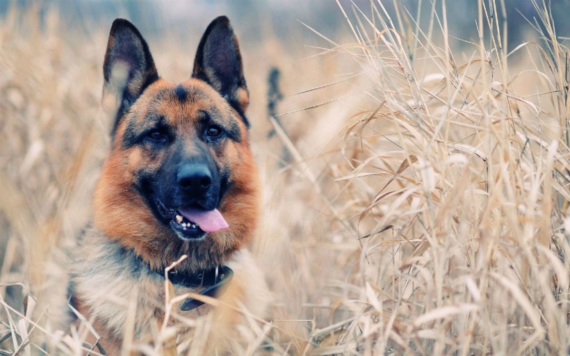 敏捷可爱的德国牧羊犬图片