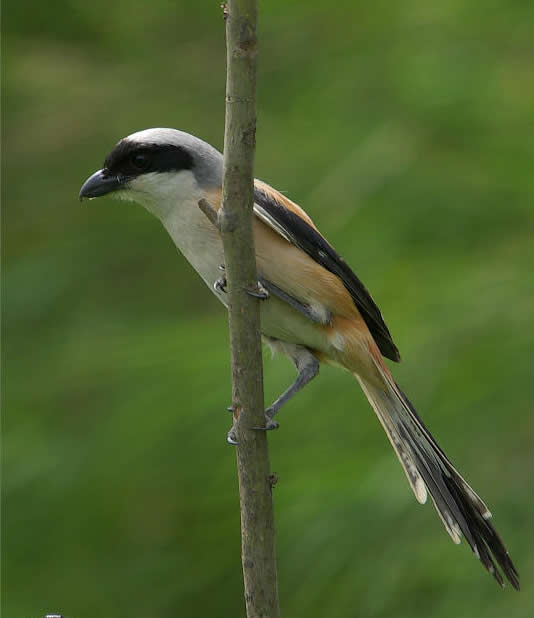 一組棕背伯勞鳥圖片