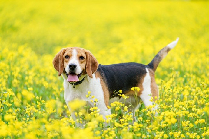 油菜花中精力旺盛的比格犬狗狗