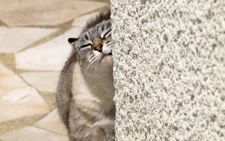 一组乖巧的小猫咪图片