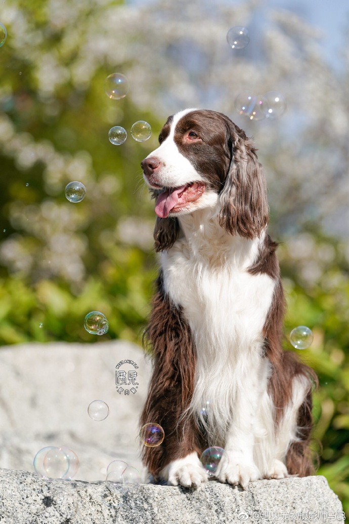 一组史宾格犬春天里的写真图