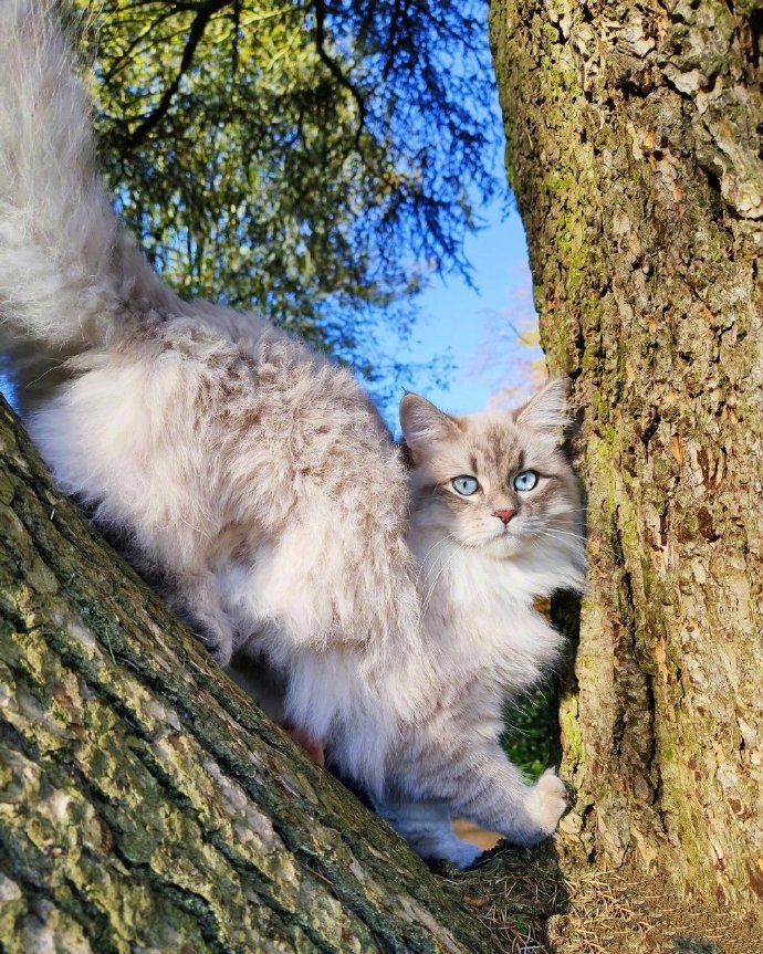 一只比利时的西伯利亚森林猫，神仙喵仙女