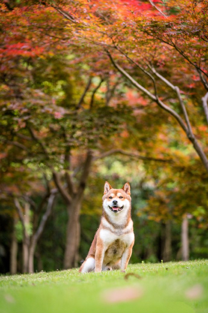 青青草地里可愛的柴犬圖片