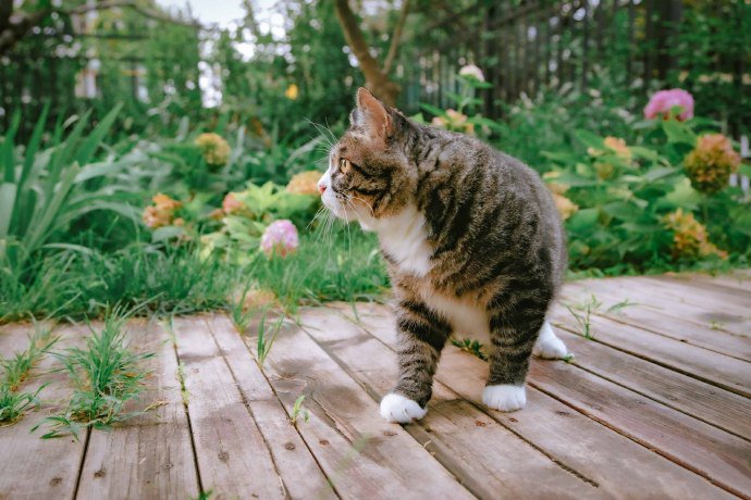 表情惹人怜爱的猫咪图片