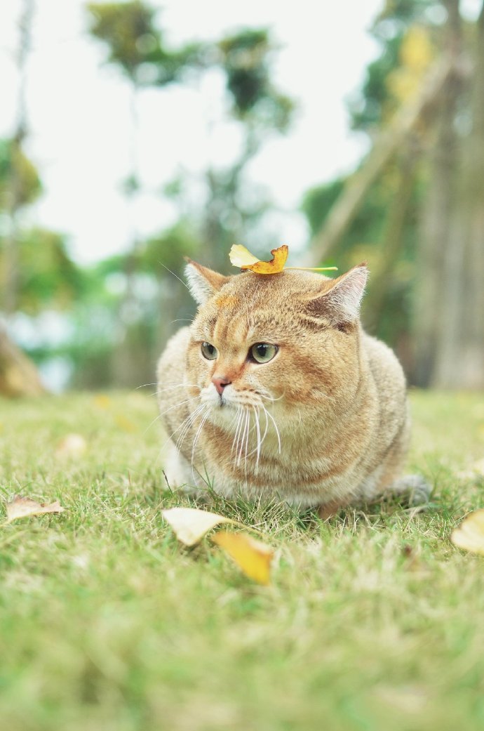 爱揣手手的猫猫图片