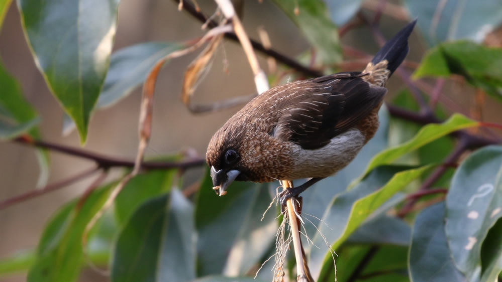 一組白腰文鳥圖片