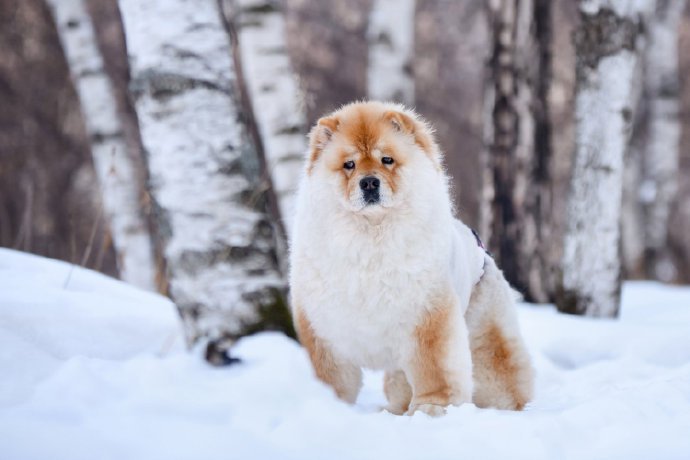 一組毛色獨特的松獅犬圖片