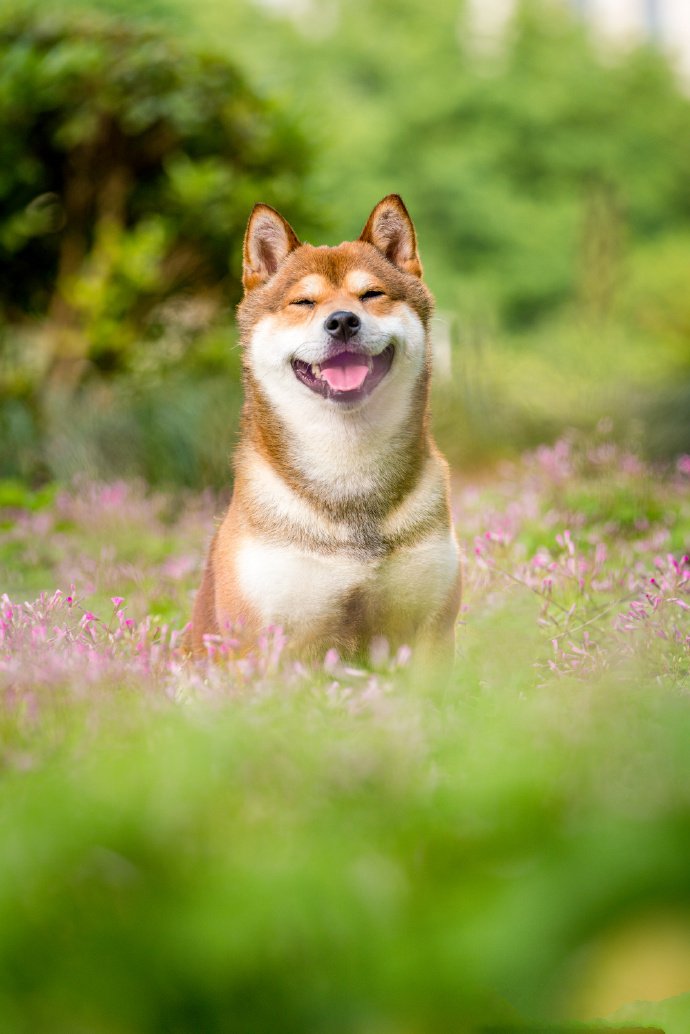 青青草地里可爱的柴犬图片