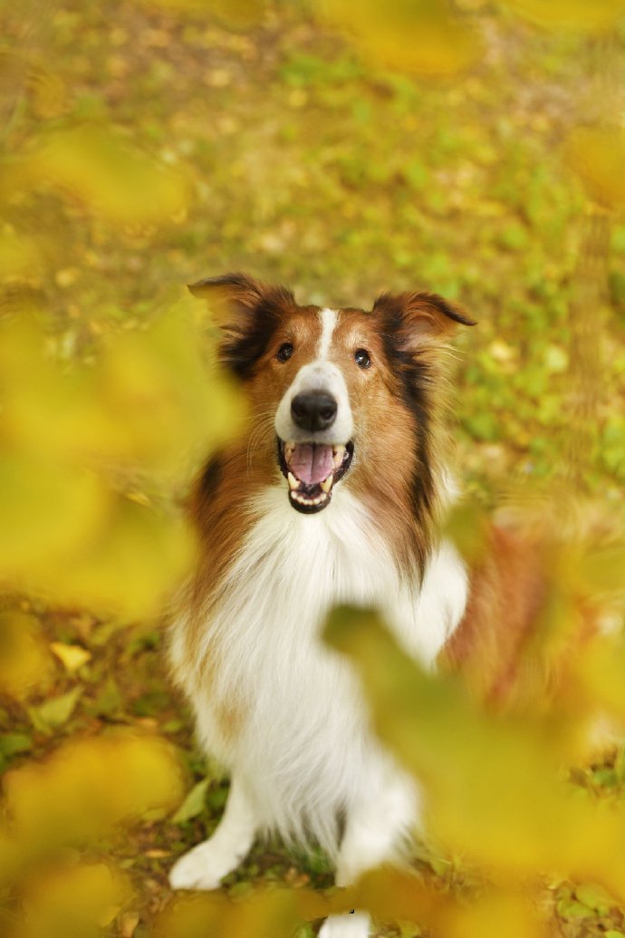 漂亮秋景下优雅的苏牧犬图片