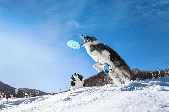 在雪地开心的玩飞盘的边牧