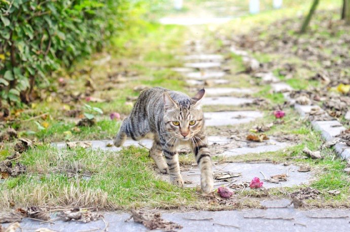 在野外行走的狸花猫图片