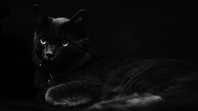 与黑夜融为一体的黑猫图片