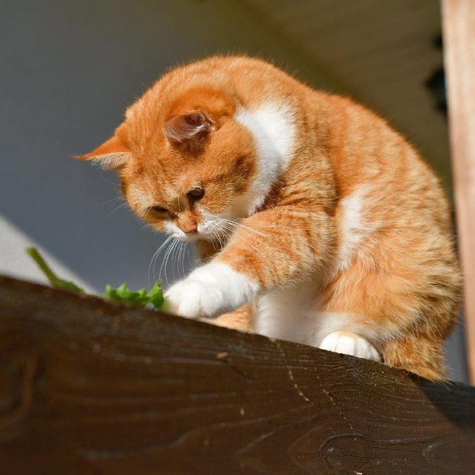 一组胖嘟嘟的橘猫图片