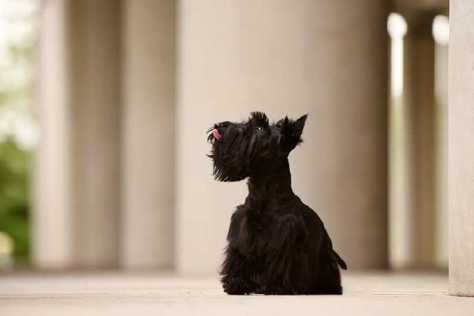 短短腿的梗类犬都好可爱图片