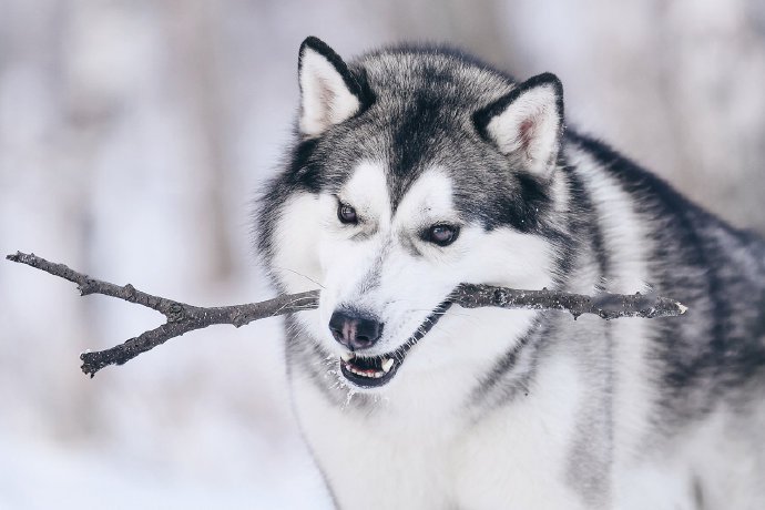 一组雪中哈士奇的魅力