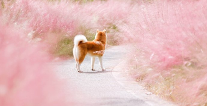 一组微笑天使-柴犬图片欣赏