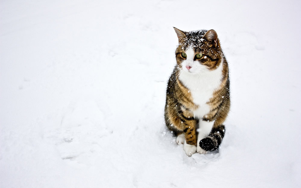 雪地里玩耍的猫咪图片