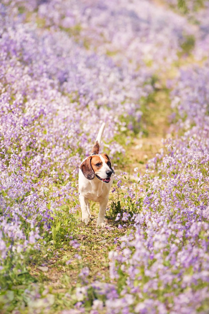 紫色花丛中开心的比格犬