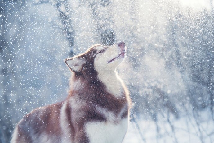 一组雪地里开心的狗狗图片欣赏