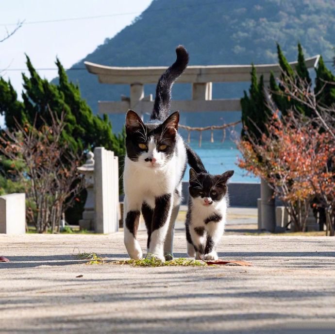 来自猫咪大佬们的凝视