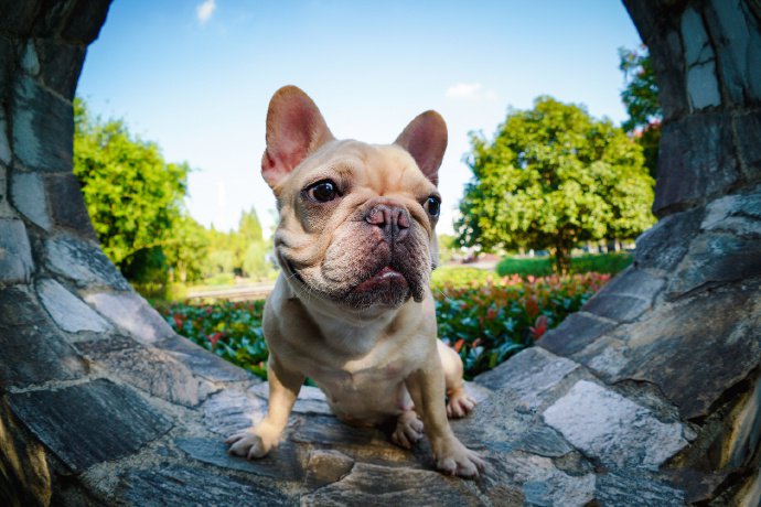 斗牛犬的一組美美的寫真圖