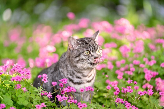 在花园里玩耍的小猫咪