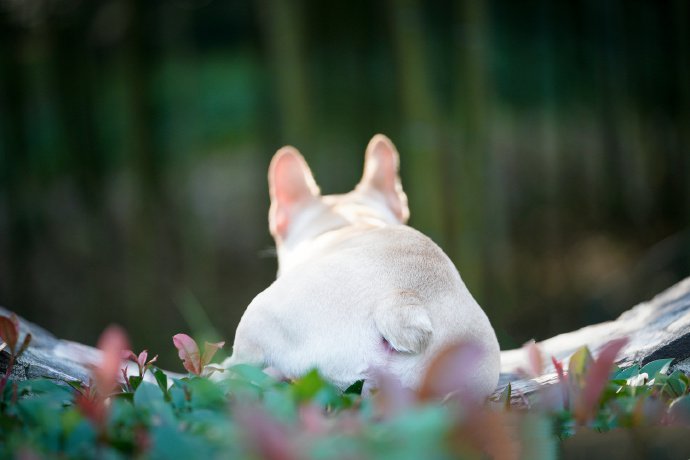 跑的飞快的小短腿斗牛犬